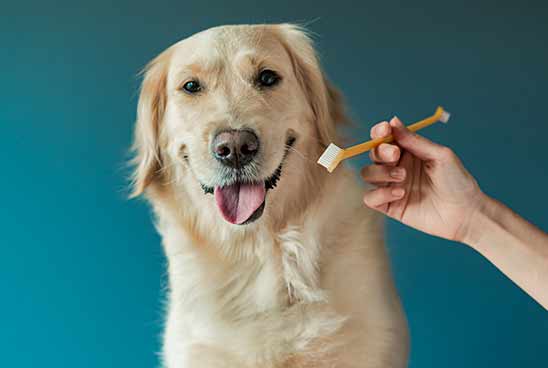 הזנחה או חוסר בטיפול מונע עבור שיני הכלב יכולים לייצור בעיות שונות