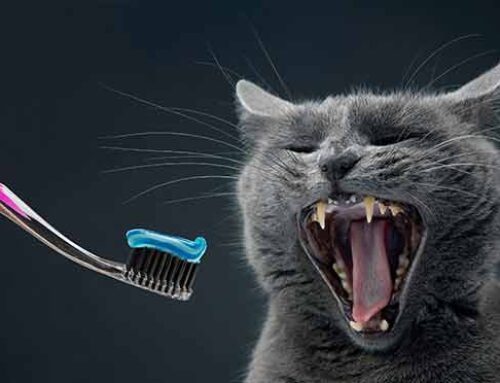 צחצוח וניקוי שיניים לחתול