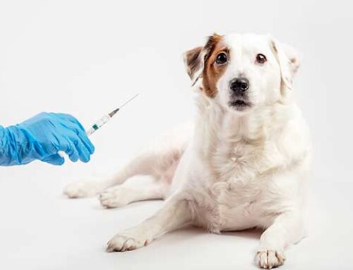 חיסון כלבלבת לגורים – למה הוא כה חשוב?