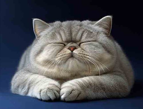 מהי השמנה אצל כלבים וחתולים, ומדוע היא מוגדרת כמחלה?