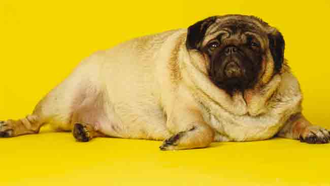 כלב שמן לדוגמא - שילוב של מספר גורמים גרמו לו להגיע למצב הזה כלב שמן לדוגמא - שילוב של מספר גורמים גרמו לו להגיע למצב הזה