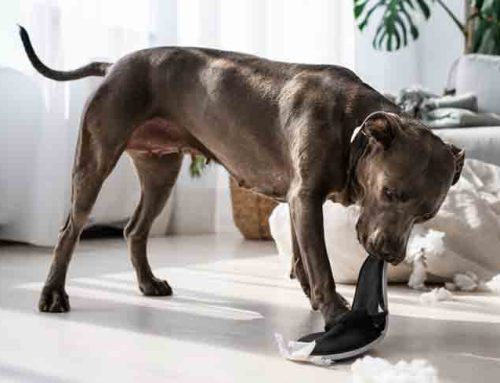 כלבים שאוכלים חפצים זרים ונפגעים מכך