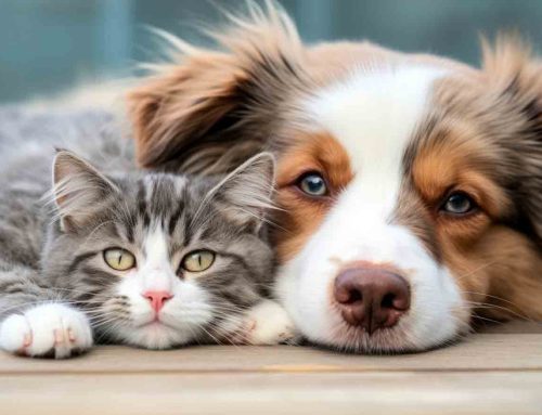 כלבים וחתולים באזעקה